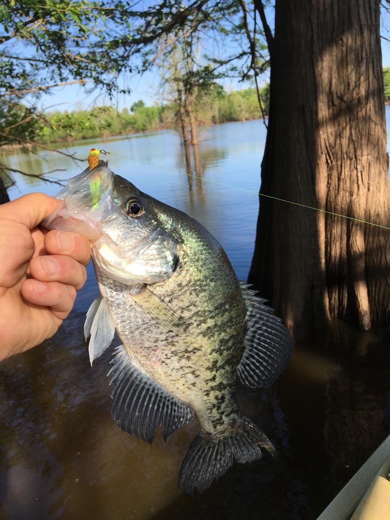 https://www.crappie.com/crappie/attachments/louisiana/298183d1523622047-vacation-day-red-img_5043-jpg