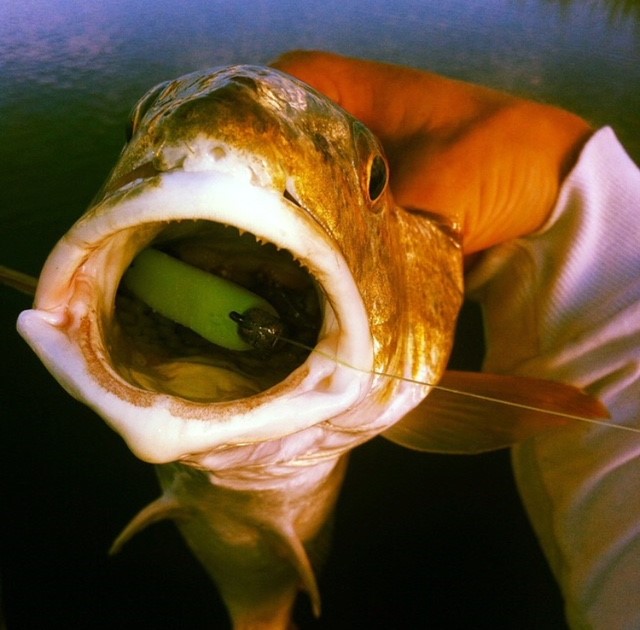 Name:  Redfish inhaled swimbait.jpg
Views: 611
Size:  81.6 KB
