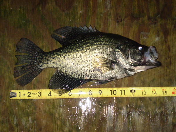 Name:  Jimmy's Fish 074.jpg
Views: 807
Size:  56.3 KB