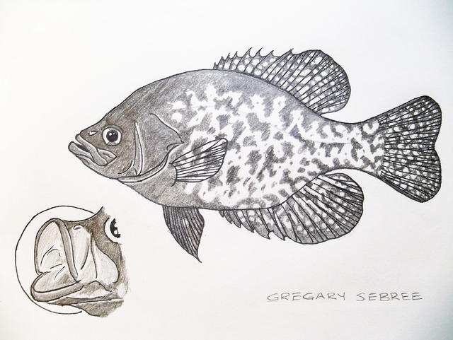 Another Crappie Drawing