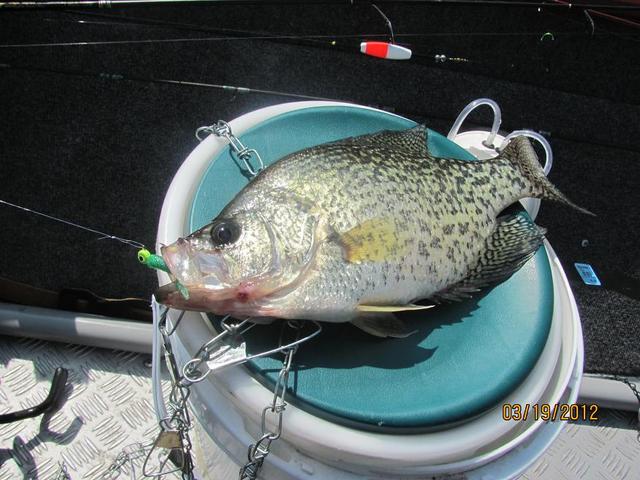 Name:  Fish on  7 gallon bucket.jpg
Views: 1225
Size:  56.0 KB