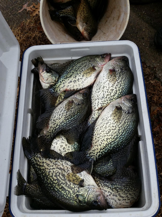 Name:  Crappie day 2.jpg
Views: 2092
Size:  124.1 KB