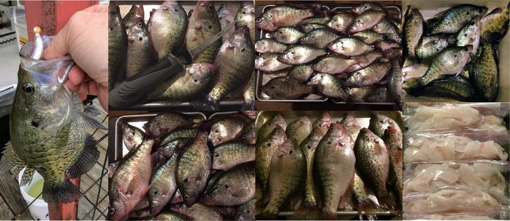 Name:  2017 Crappie Catch.jpg
Views: 200
Size:  55.6 KB