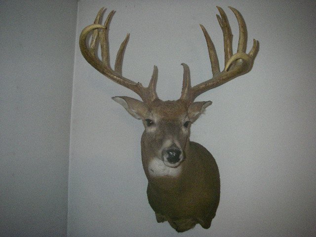 Name:  Johny's deer (2).jpg
Views: 742
Size:  54.6 KB