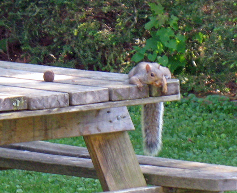 Name:  Squirrel_1.jpg
Views: 539
Size:  107.8 KB