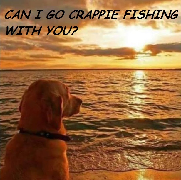 Name:  Can I go    fishing with you.jpg
Views: 747
Size:  116.5 KB