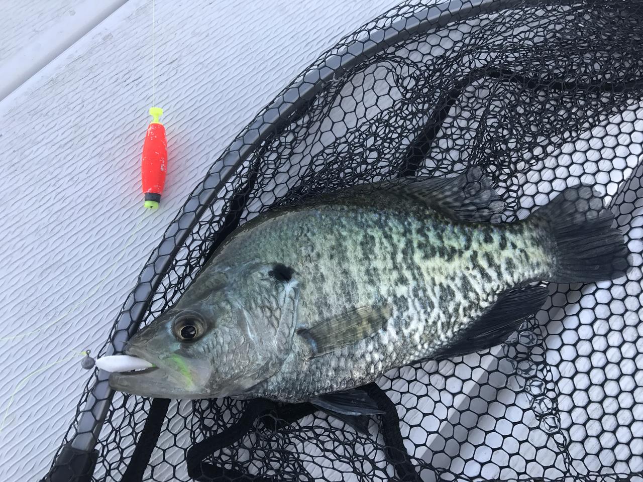 Name:  crappie and bobber.jpg
Views: 2436
Size:  284.6 KB