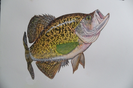 Name:  Evolution of a Crappie Painting 4.jpg
Views: 1298
Size:  157.3 KB