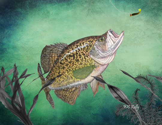 Name:  Crappie Rising to Strike 540.png
Views: 3479
Size:  546.5 KB