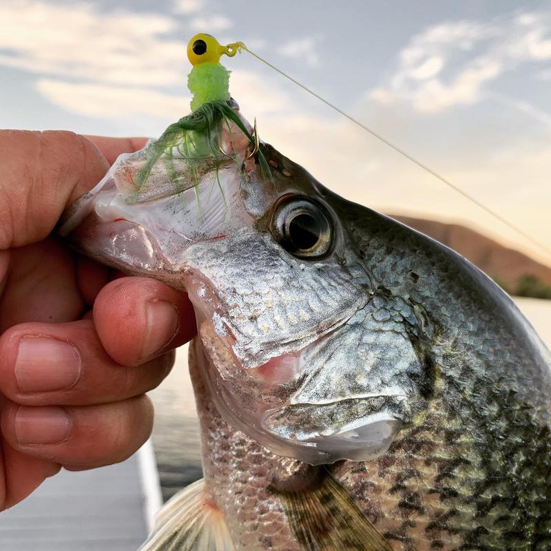 Crappies and a line twisted.