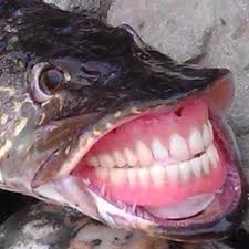 Name:  Fish smile.jpg
Views: 233
Size:  8.5 KB