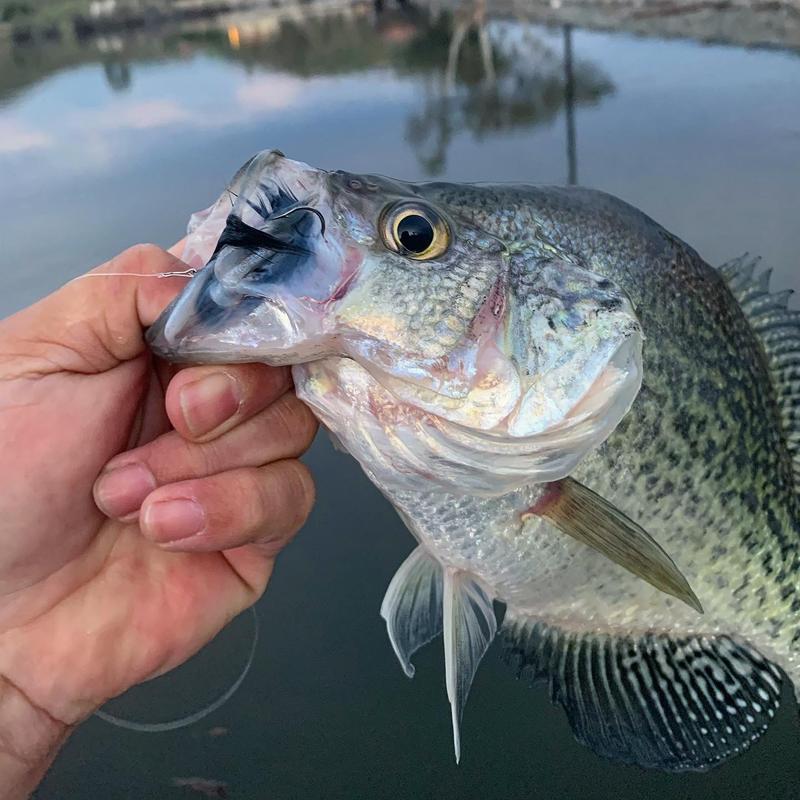 Rabbit Hair jig for crappie?