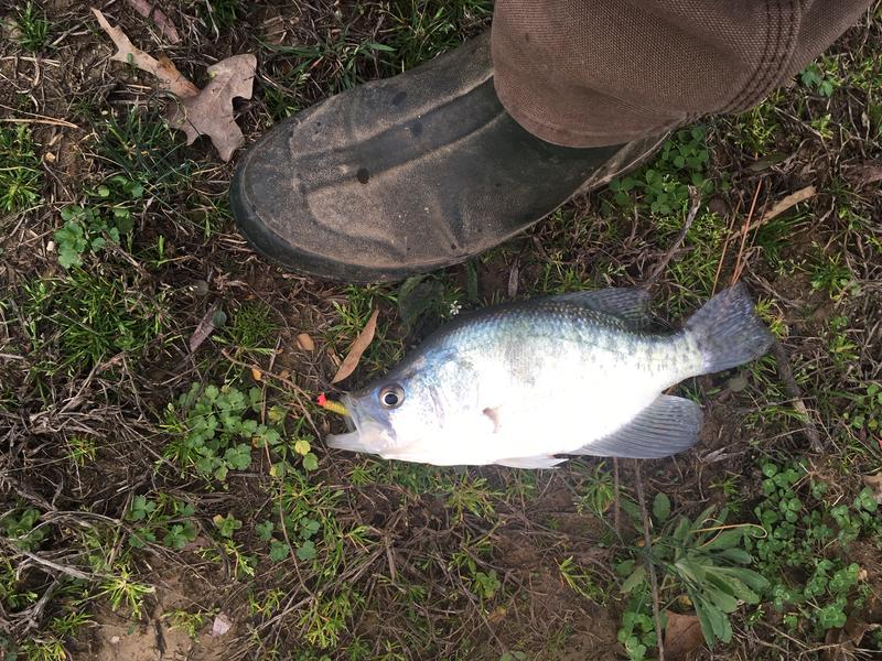 Name:  Crappie Boot.jpg
Views: 416
Size:  135.5 KB