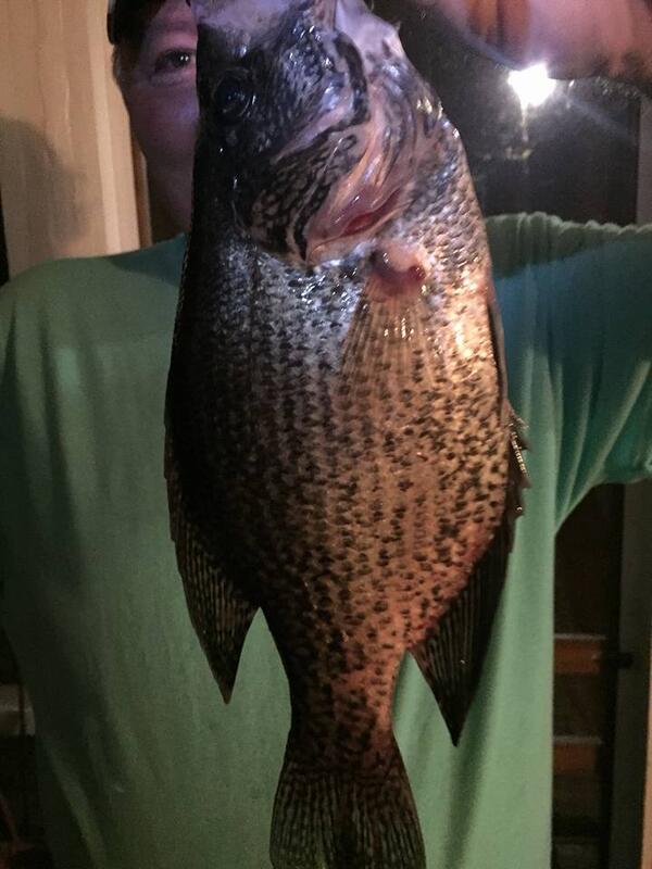 Name:  South Carolina fish.jpg
Views: 165
Size:  59.0 KB