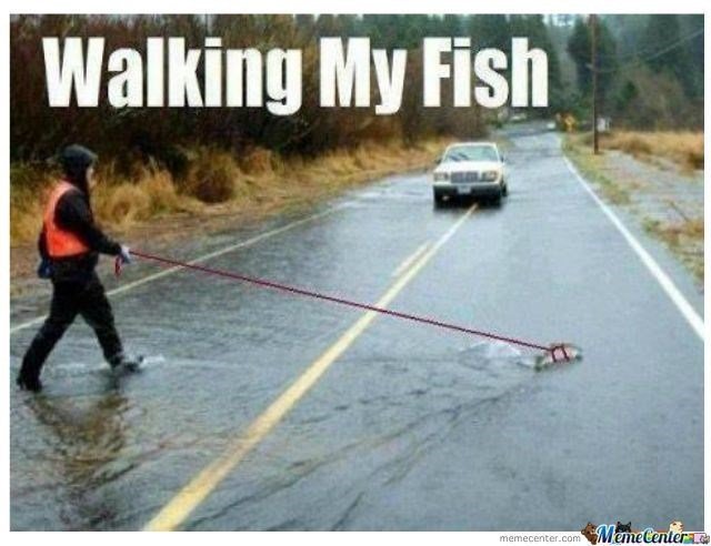 Name:  fish-meme-of-someone-walking-their-fish-in-a-puddle.jpeg
Views: 1898
Size:  54.8 KB