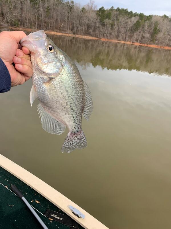 Name:  Hartwell Crappie.jpg
Views: 408
Size:  51.8 KB
