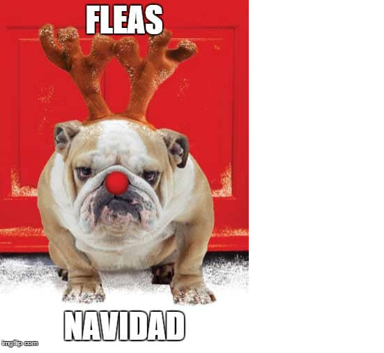 Name:  Fleas Navidad.png
Views: 823
Size:  290.4 KB