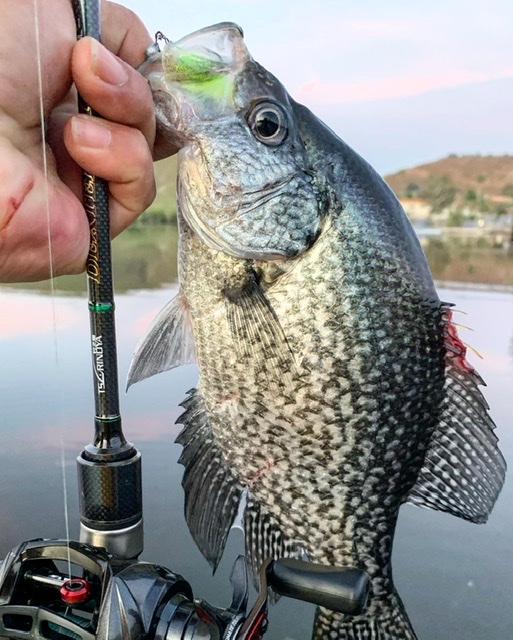 BFS system for Crappie - Page 2