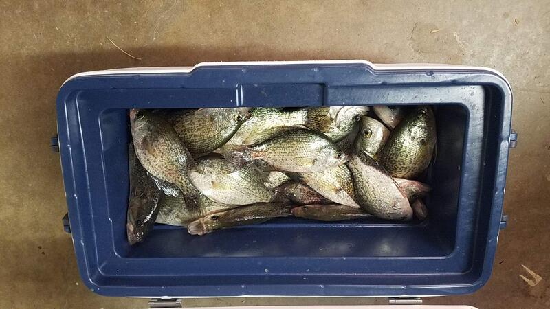 Name:  Crappie in The Wastehouse.jpg
Views: 164
Size:  64.2 KB