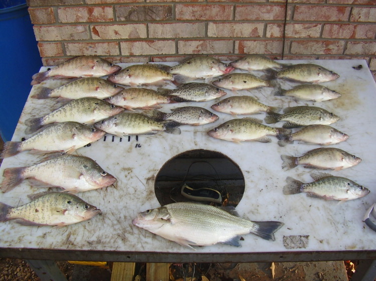 Name:  Crappie on the table 2.jpg
Views: 331
Size:  144.6 KB