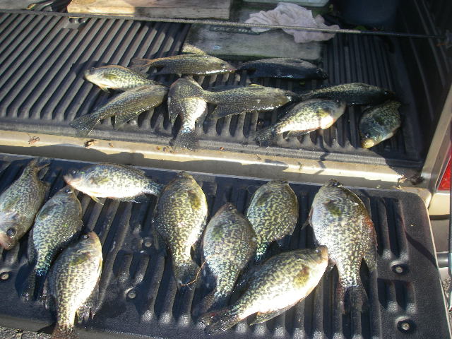 Name:  10-10-16 10 to 13 inch crappie.JPG
Views: 263
Size:  134.5 KB