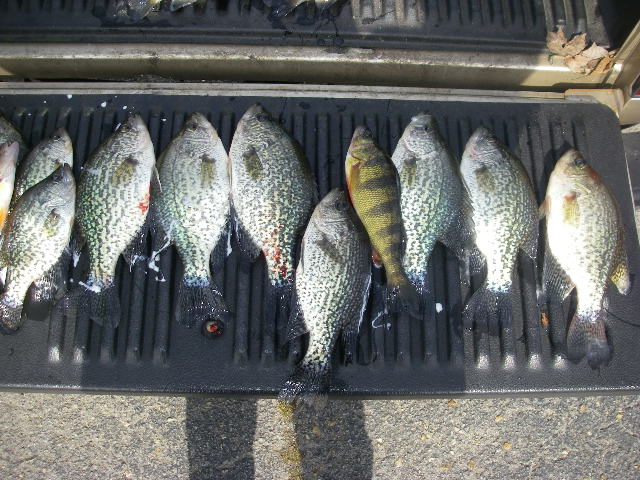 Name:  2-27-17 the first crappie of year in marina..JPG
Views: 369
Size:  137.0 KB