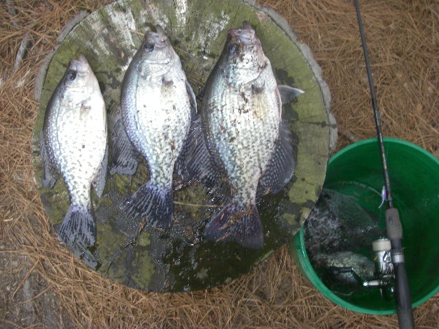 Maryland's Tidal Crappies