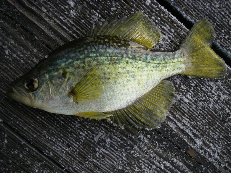 Name:  12-8-18 gold fin crappie.jpg
Views: 331
Size:  118.9 KB