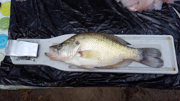 Name:  Crappie 17.5 inches.jpg
Views: 894
Size:  130.0 KB