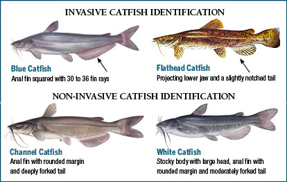 White or Blue Catfish? - Page 2