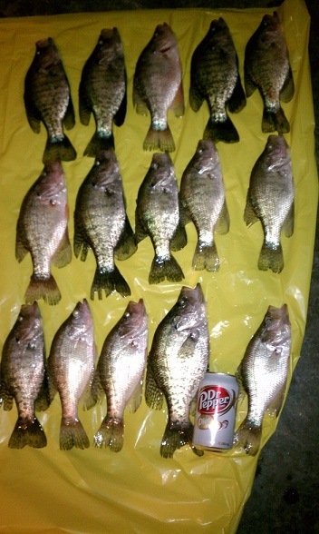 Name:  Father's Day Crappie.jpg
Views: 351
Size:  97.3 KB