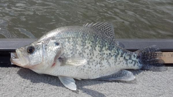 Name:  15 inch crappie measure.jpg
Views: 776
Size:  37.3 KB