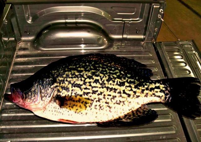 Name:  Crappie in Truck Bed.jpg
Views: 664
Size:  61.1 KB