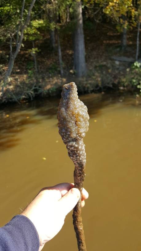 What kind of eggs on this stick?