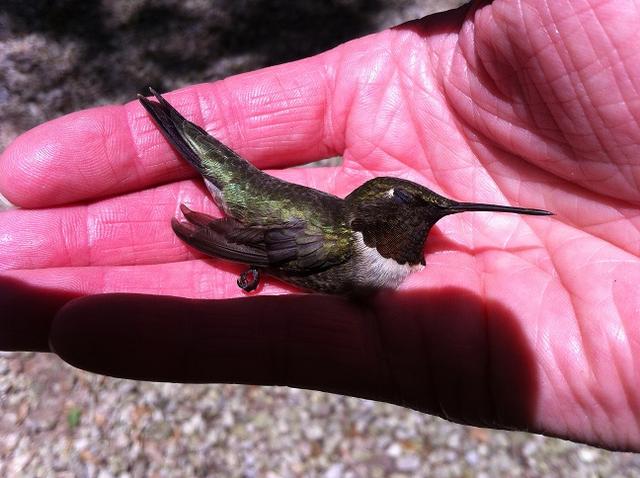 Name:  Ann with hummingbird.jpg
Views: 422
Size:  47.2 KB