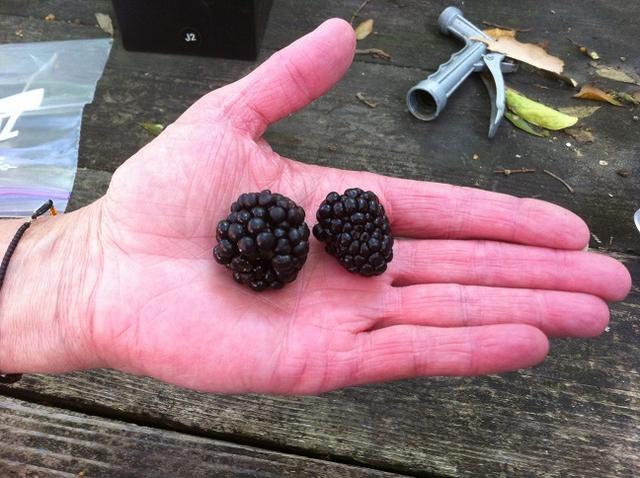 Name:  Blackberries.jpg
Views: 117
Size:  54.4 KB