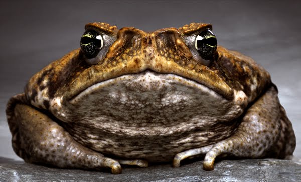 Name:  frog.jpg
Views: 291
Size:  41.0 KB