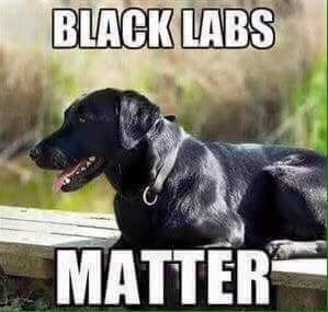 Name:  black labs matter.jpg
Views: 209
Size:  29.9 KB