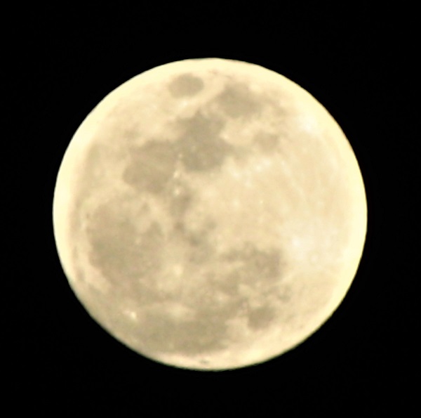 Name:  Blue moon.jpg
Views: 202
Size:  62.6 KB