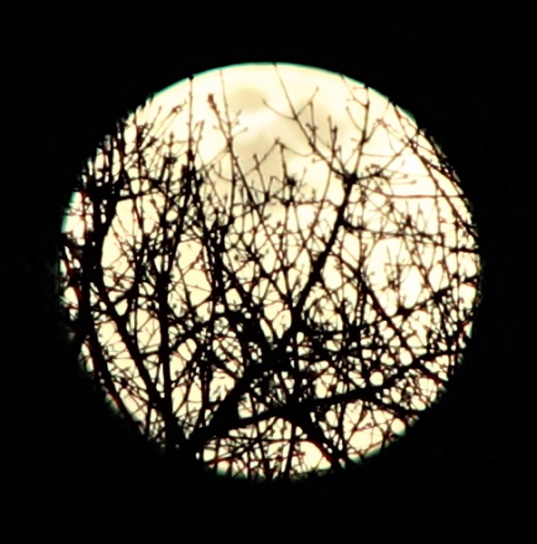 Name:  Moon in trees.jpg
Views: 155
Size:  133.6 KB