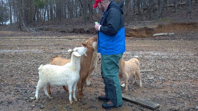 Name:  Goats like granola.jpg
Views: 305
Size:  60.9 KB