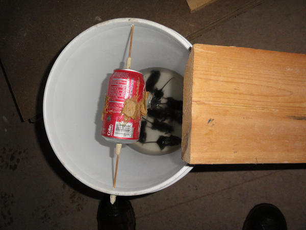 DIY 5 Gallon Bucket Mouse Trap  Bucket mouse trap, Mouse traps, Mouse trap  diy