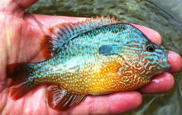 Name:  Longear-Sunfish aka redbelly.jpg
Views: 4856
Size:  112.5 KB