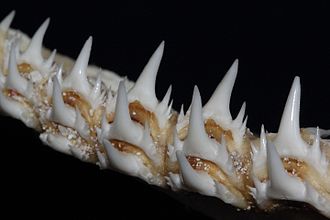 Name:  Sand shark teeth.JPG
Views: 214
Size:  14.2 KB