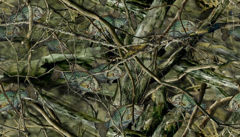 Name:  Fishouflage-Crappie-Desktop-Wallpaper.jpg
Views: 529
Size:  149.5 KB