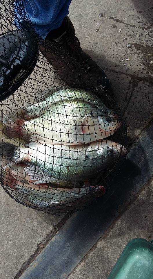 Name:  Pauls Valley Crappie.jpg
Views: 585
Size:  110.8 KB