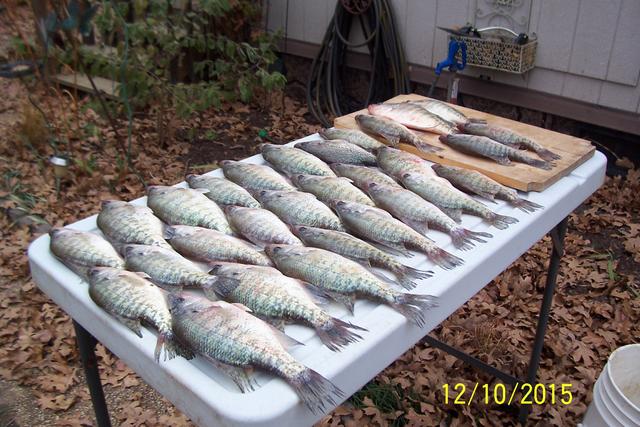 Name:  Mess of Crappie 002.jpg
Views: 805
Size:  63.6 KB