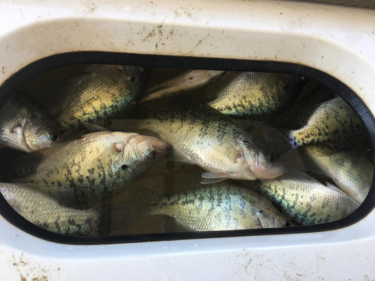 Name:  livewell crappie.jpg
Views: 542
Size:  152.8 KB