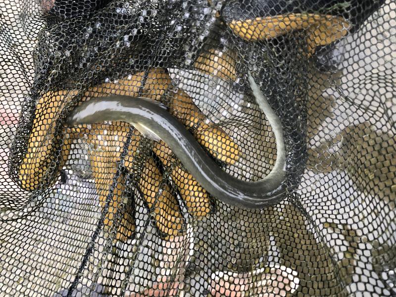 Name:  american eel from Oologah 8-1-19.jpg
Views: 812
Size:  167.3 KB