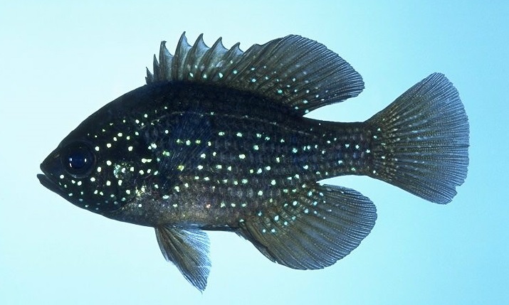 Name:  bluespotted sunfish.jpg
Views: 603
Size:  90.9 KB